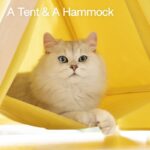 Pet Cat Tent Supplies Are Available All Year Round - Image 5