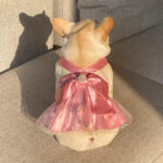 Mesh Dress Skirt Dogs And Cats Bow Pearl - Image 2