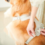 Harness Vest Morandi Large And Small Dogs Walking Outdoors - Image 6