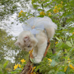 Layers Of Yarn Pet Leash Cat And Puppy Universal