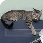 Sofa Protective Tape Pet Cat Anti-scratch Stickers Protective Furnishings - Image 4