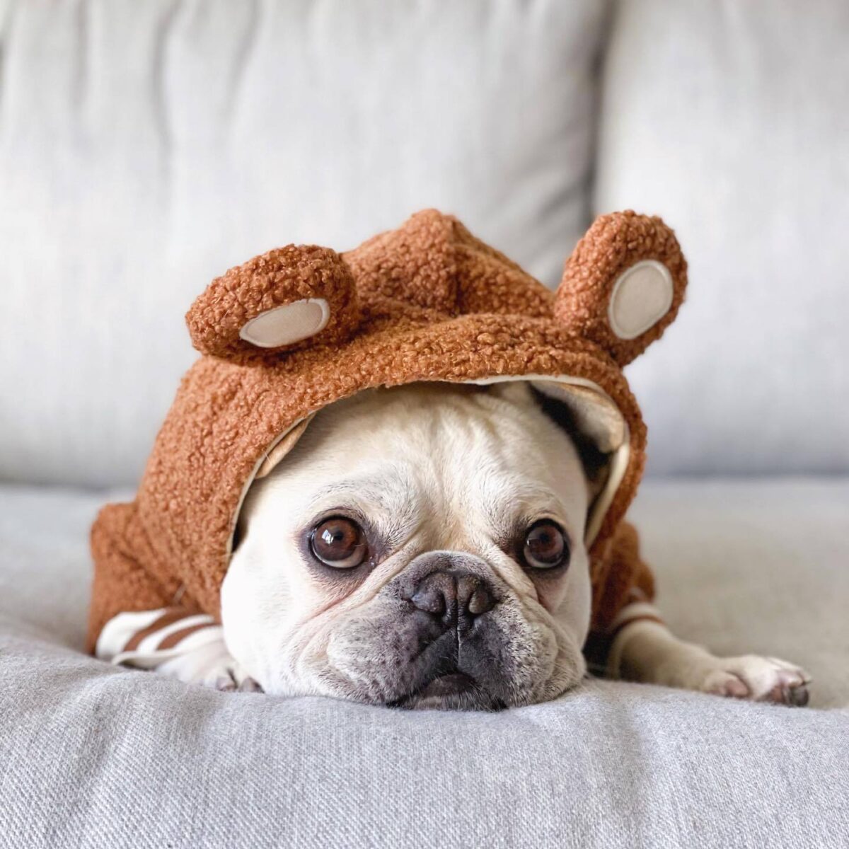 Pet Fashion Brand Fleece-lined Warm Ear-standing Sweater - Image 5
