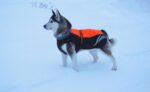 Winter Warm And Fashionable Pellet Down Jacket For Dogs - Image 2