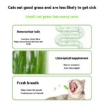 Lazy Cat Grass Canned Hydroponic Soilless Depilation Ball Digestive Snacks - Image 4