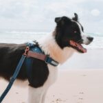 PetReflective Dog Chest Strap At Night - Image 2