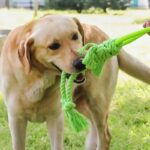 Modern Dog Bite Toy Tear-resistant Solid Color Dog Chew Toy Universal Pet Puppy Dog Chewing Toy - Image 9