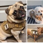 Cat Chest Strap Vest Hand Holding Rope - Image 5