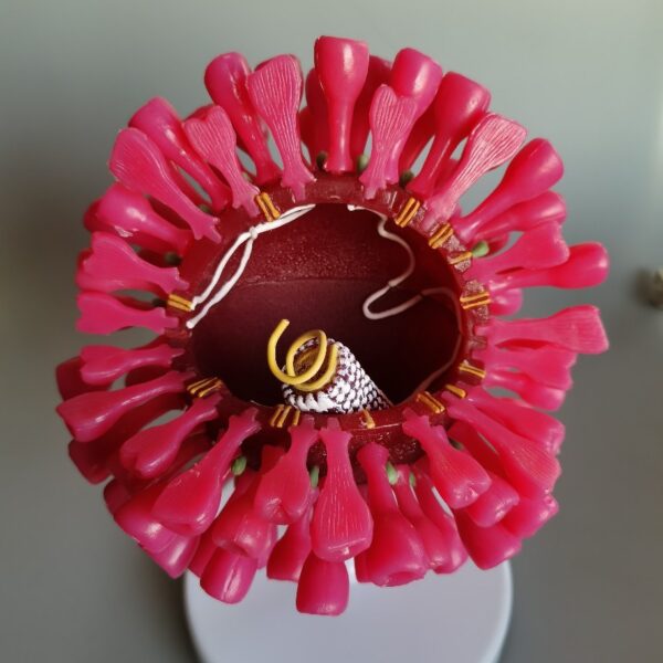 Novel Coronavirus Model Home Furnishing Research Display