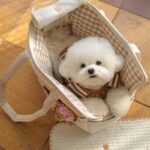 Pet Small Dog Hand Messenger Bag - Image 4