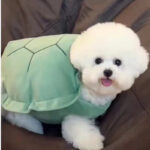 Turtle Shell Pet Vest Funny Clothes - Image 2