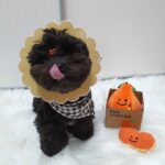 Ugly Orange Tibetan Food Toy Foreign Trade Original Single Dog Sounding Toy - Image 3