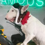 Pet Cross-dressing Red Scarf Flying Cap Set - Image 5