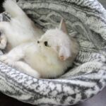 Spherical Cat House With Round Openin  Your Cat Will Love It  Cat Playhouse - Image 2