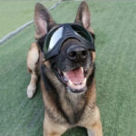 Large dog-ink sunglasses - Image 3