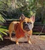 French Jarre Aero Bull Pet Fleece-lined Warm Ear-standing Sweater - Image 7