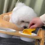 Pet Bowl Ceramic Double Bowl Wooden Stand Neck Protection Dog Cat Food Basin Height Adjustable Tilt Separate Bowls Pet Accessori - Image 6