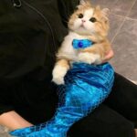 Cat Mermaid Costume Creative Cat And Dog Costumes Funny Cat Mermaid Costume Cat Mermaid Fishtail Dress Puppy Mermaid Fishtail Dress Pet Mermaid Costume Humor Funny Photo Props - Image 8