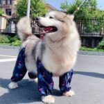 Adjustable Dog Four Legged Raincoat - Image 10