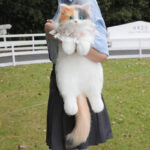 Cat Backpack Simulation Backpack - Image 4