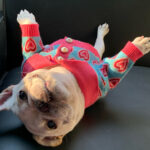 Pet Trendy Dog Sweater Cat French Schnauzer - Image 3
