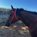 Horse Halter Rope Riding Hose Bridle Fiber