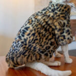 Fluffy Leopard Hairless Cat Clothes Short Plush Cat Fur - Image 4