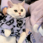 Winter Thick Plush Cat Warm Sweater - Image 2