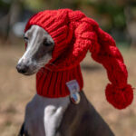 Pet Warm Woolen Hat Takes Cute Photos - Image 6