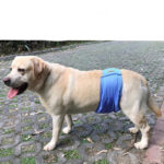 Male Dog Restraint Courtesy Belt Pet Supplie  Washable Sanitary Diapers - Image 4