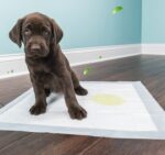 Pet Diapers Disposable Thickened Absorbent Urine Is Not Wet - Image 5