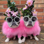 Pet Autumn And Winter Round Neck Sweater - Image 5