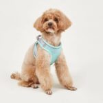 Dog Hand Holding Rope Vest Small Dog Dog Leash Teddy Bichon Breathable Chest Strap Pomeranian Puppy Small Dog Leash - Image 8