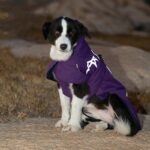 Pet Dog Cotton-padded Clothes Autumn And Winter Waterproof Warm With Velvet - Image 6