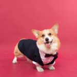 Pet Dog Suit Swallowtail Dress Shirt - Image 4