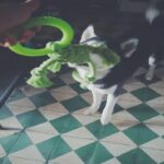 Modern Dog Bite Toy Tear-resistant Solid Color Dog Chew Toy Universal Pet Puppy Dog Chewing Toy - Image 10