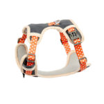The Dog's Chest Strap Is Out For Walking The Dog - Image 7
