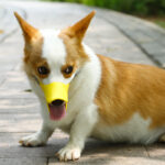 Dog Muzzle Silicone Mask Duck Muzzle Mask For Pet Dogs Anti Bite Stop Barking Small Large Dog Mouth Muzzles Pet Dog Accessories - Image 7