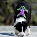 Dog traction chest strap - Image 3