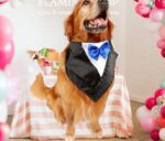 Wedding tuxedo big dog triangle scarf large dog golden hair ancient animal handsome pet scarf scarf - Image 2