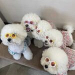 Dog Cat Cute Sunglasses Jewelry Photo - Image 6