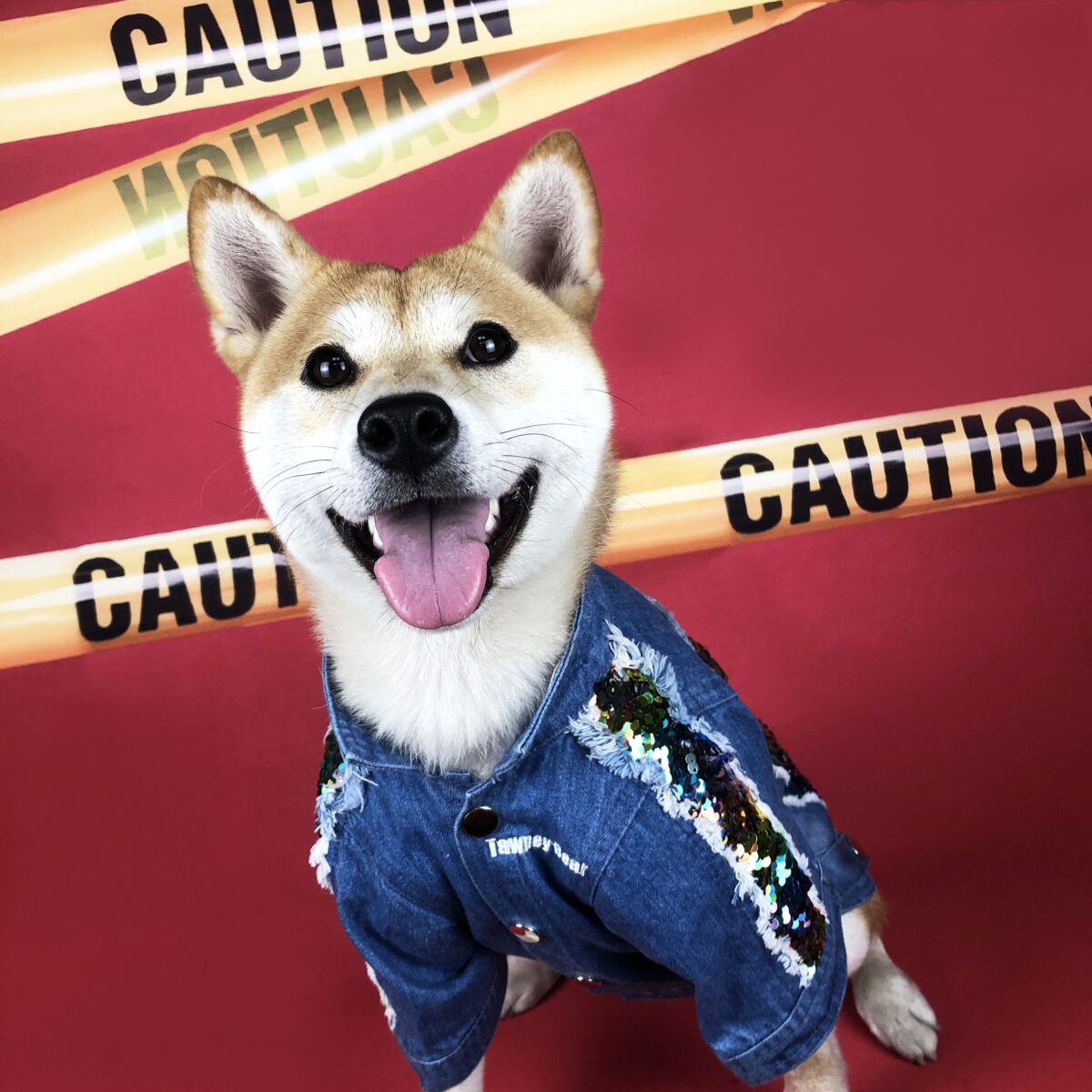 Sequin Denim Large Medium And Small Dog Jacket - Image 2