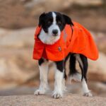 Pet Dog Cotton-padded Clothes Autumn And Winter Waterproof Warm With Velvet - Image 3