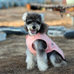 Dog Antibacterial Deodorant Cotton-padded Coat
