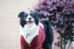 Cardigan fake two big dog clothes - Image 3