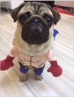 Boxer Cat Costume - Image 2