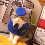 Fashion Personalized Pet Fighter Clothing Neck - Image 2