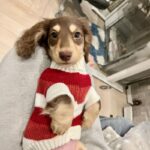 Sausage Dog Clothes Small Dog Cat Warm Thickened Sweater - Image 5