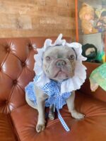 Creative Plaid Dog Dress Set - Image 2