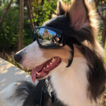 Pet Waterproof Windproof Sunscreen And UV Protection Glasses - Image 5