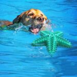 Dog Toys For Large Dogs Tooth Cleaning Chew Funny Interactive Training Starfish Toy Accessories Squeaky Toys TPR Toys - Image 3